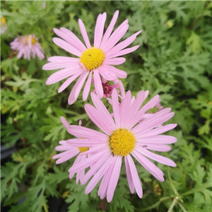 Chrysanthemum Rubella Pale Pink